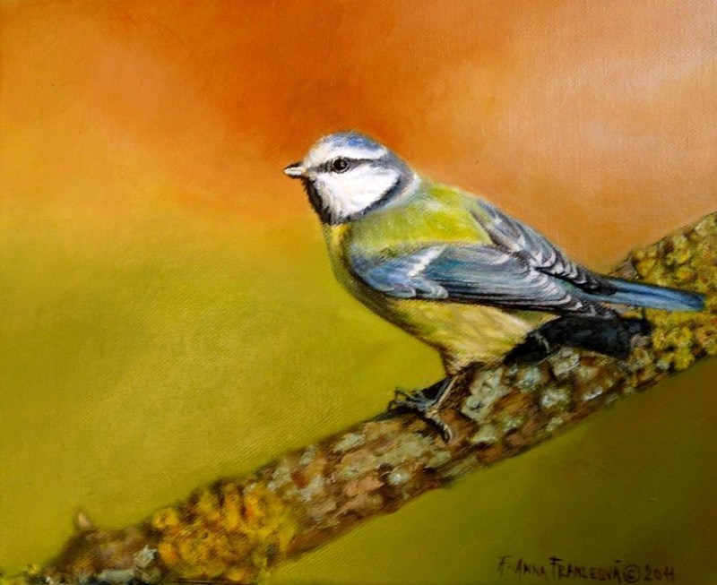 Blue Tit l.